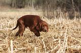 SETTER IRLANDAIS 502